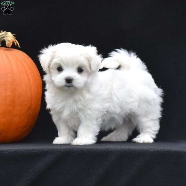 Harper, Maltese Puppy